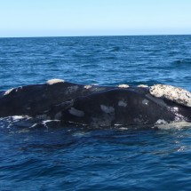 Whales and more - Atlantic Coast of Patagonia North of Puerto Madryn